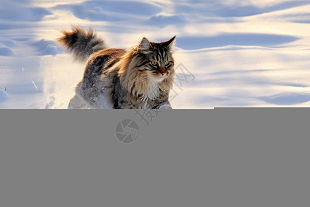 冬季雪地上奔跑的挪威猫图片