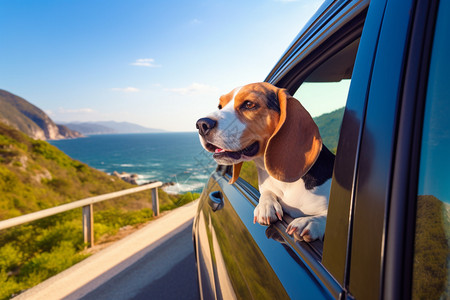 海岸公路上汽车中的小狗高清图片