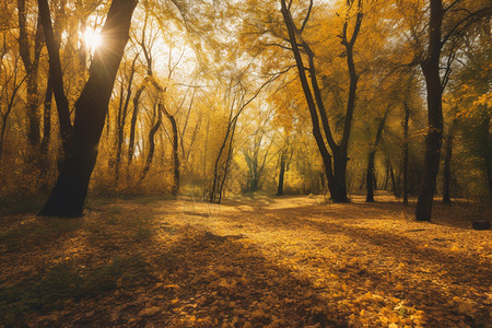 公园中金黄色的落叶图片