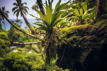 夏威夷户外树林图片