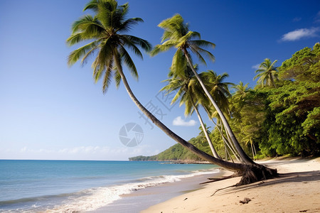 生长在海边的棕榈树图片