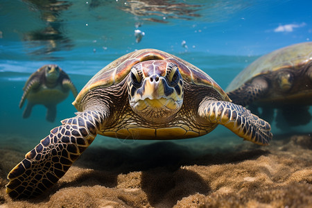 在水里游泳的海龟图片