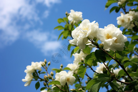 蓝天下的白玫瑰图片