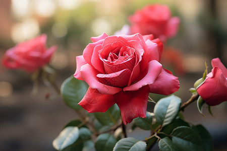 一朵朵粉红色的玫瑰花图片