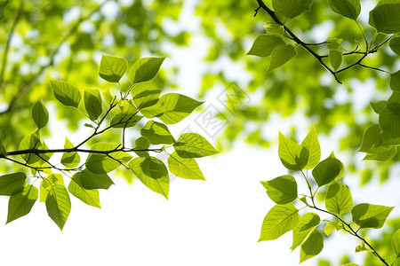 绿色树叶的仰拍图背景图片