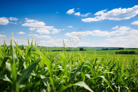 蓝天叶子玉米地的图背景