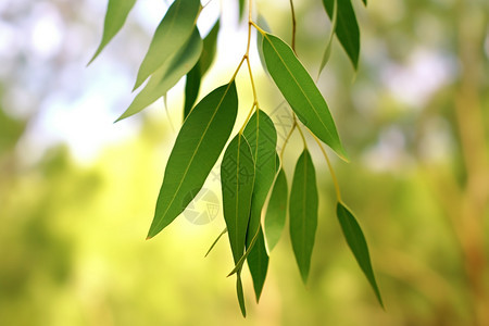 枝繁叶茂的桉树图片