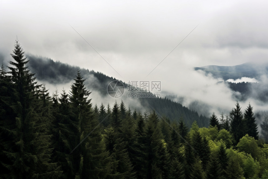 夏季森林的美丽景观图片