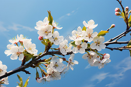 春季盛开的梨花图片