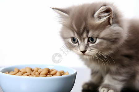 可爱宠物小猫食品图片