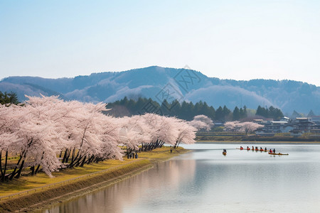 樱花绽放日本风景高清图片