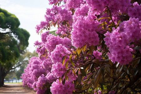桃金娘角漂亮的紫薇花背景