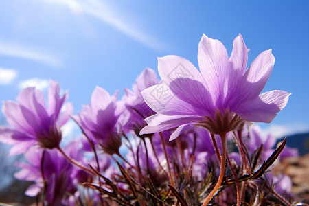 阳光下美丽的紫色花丛图片