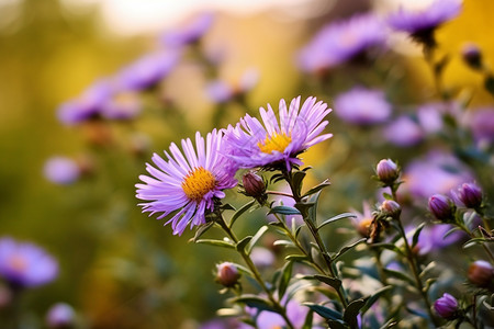 盛开的紫色小雏菊图片