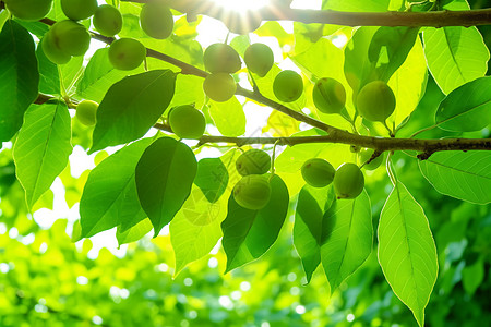 夏季核桃种植果园背景