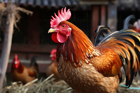 农村农舍中养殖的公鸡图片