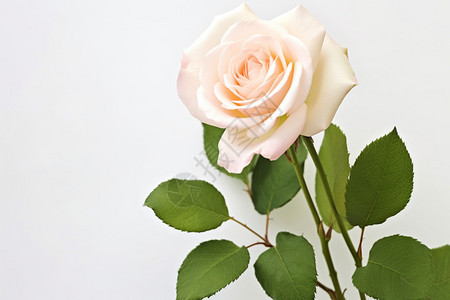 鲜艳的白玫瑰背景图片