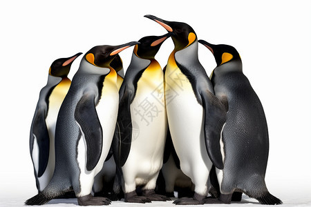 南极生长的企鹅群背景图片