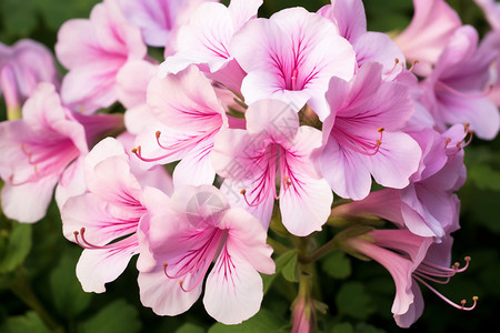 粉白色的天竺葵图片