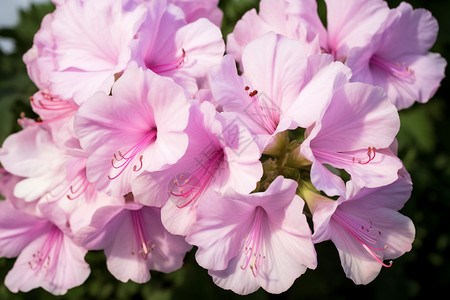 粉色的天竺葵图片