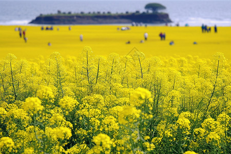 门源油菜花夏季农场的油菜花田背景