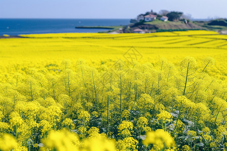 美丽的油菜花田背景图片