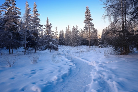 寒冷的雪地图片