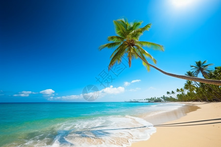 海边沙滩椰子树沙滩上的椰子树背景