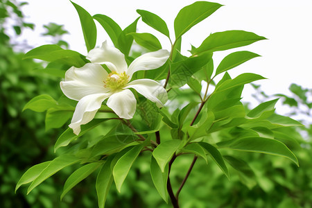 植物牡丹图片