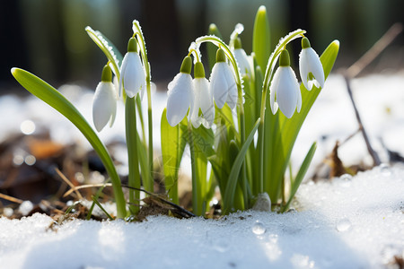 活力生长雪花莲图片