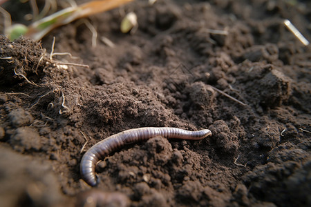 花园蚯蚓泥土中的蚯蚓高清图片