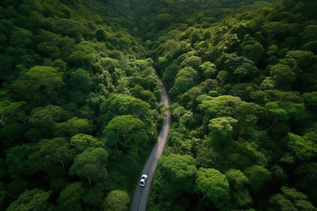 深林里的一条公路图片
