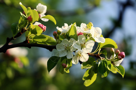 春天户外树上的苹果树背景