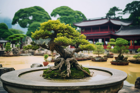 古代建筑中的园林景观树背景图片