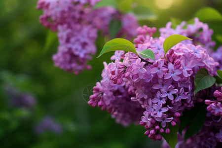 盛开的紫丁香图片