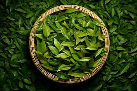 茶园的绿茶图片