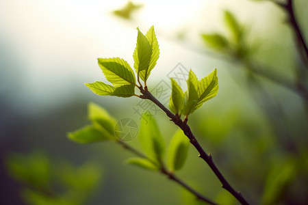 植物的嫩叶图片