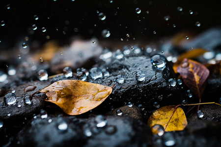 二十四节气立秋秋天户外岩石上的雨滴和落叶背景