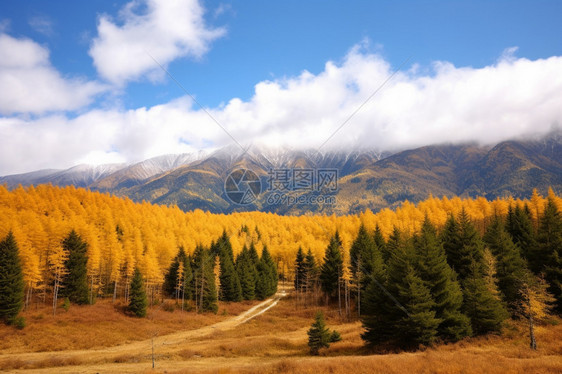 雪山下森林的美丽景观图片