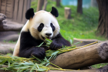 动物园中的大熊猫背景图片