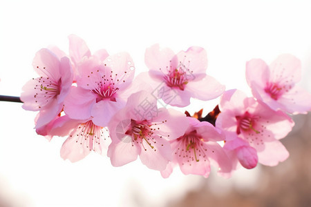 户外美丽的樱花图片