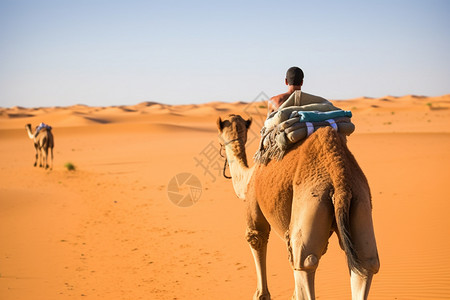 沙漠上的人和骆驼背景