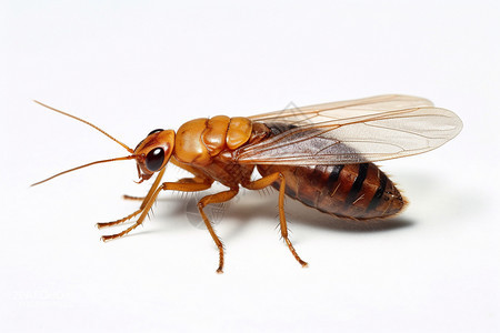 害虫的蟑螂图片