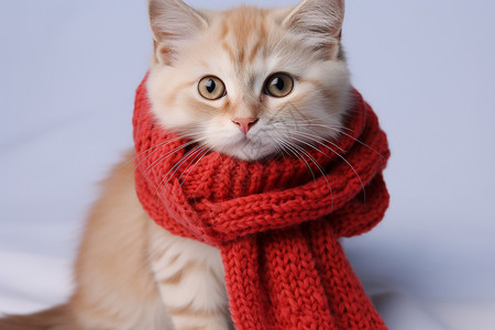 小猫戴着围巾背景图片