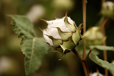 生长中的棉花图片