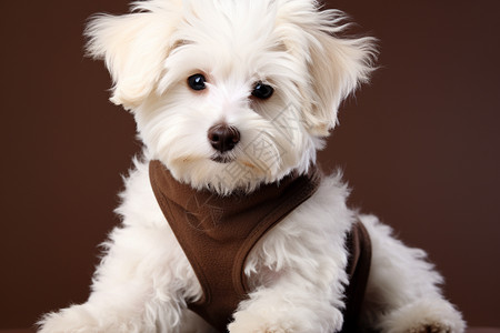 白色毛发的宠物犬图片