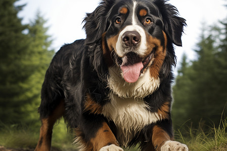 家养的宠物犬背景图片