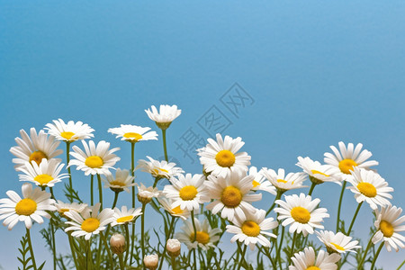 朝气蓬勃的菊花图片