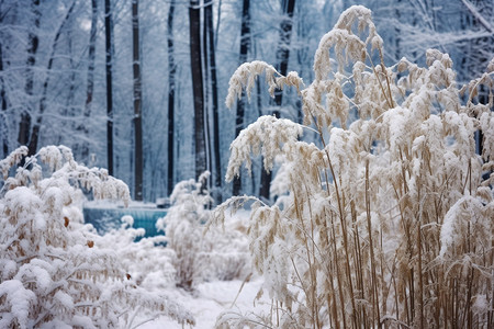 寒冷的雪天景色图片