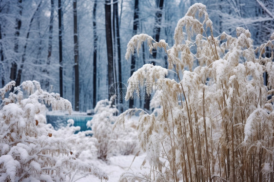 寒冷的雪天景色图片